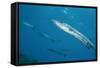 Great Barracuda (Sphyraena Barracuda)-Stephen Frink-Framed Stretched Canvas