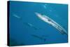 Great Barracuda (Sphyraena Barracuda)-Stephen Frink-Stretched Canvas