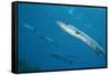 Great Barracuda (Sphyraena Barracuda)-Stephen Frink-Framed Stretched Canvas