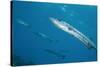 Great Barracuda (Sphyraena Barracuda)-Stephen Frink-Stretched Canvas