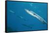 Great Barracuda (Sphyraena Barracuda)-Stephen Frink-Framed Stretched Canvas