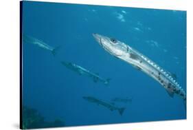 Great Barracuda (Sphyraena Barracuda)-Stephen Frink-Stretched Canvas