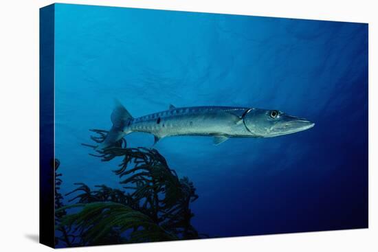 Great Barracuda (Sphyraena Barracuda)-Reinhard Dirscherl-Stretched Canvas