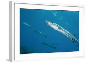 Great Barracuda (Sphyraena Barracuda)-Stephen Frink-Framed Photographic Print