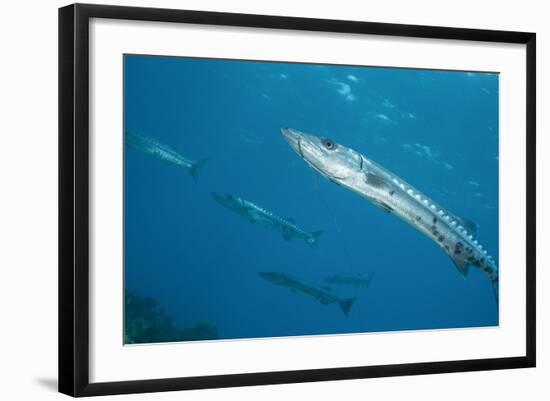 Great Barracuda (Sphyraena Barracuda)-Stephen Frink-Framed Photographic Print