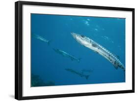 Great Barracuda (Sphyraena Barracuda)-Stephen Frink-Framed Photographic Print