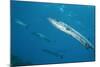 Great Barracuda (Sphyraena Barracuda)-Stephen Frink-Mounted Photographic Print