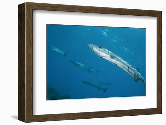 Great Barracuda (Sphyraena Barracuda)-Stephen Frink-Framed Photographic Print