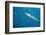 Great Barracuda (Sphyraena Barracuda)-Stephen Frink-Framed Photographic Print