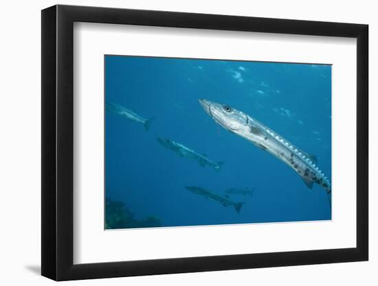 Great Barracuda (Sphyraena Barracuda)-Stephen Frink-Framed Photographic Print