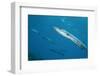 Great Barracuda (Sphyraena Barracuda)-Stephen Frink-Framed Photographic Print