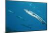 Great Barracuda (Sphyraena Barracuda)-Stephen Frink-Mounted Photographic Print