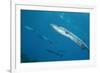 Great Barracuda (Sphyraena Barracuda)-Stephen Frink-Framed Photographic Print