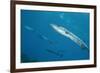 Great Barracuda (Sphyraena Barracuda)-Stephen Frink-Framed Photographic Print