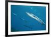 Great Barracuda (Sphyraena Barracuda)-Stephen Frink-Framed Photographic Print