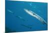 Great Barracuda (Sphyraena Barracuda)-Stephen Frink-Mounted Photographic Print