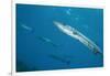 Great Barracuda (Sphyraena Barracuda)-Stephen Frink-Framed Photographic Print