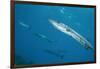 Great Barracuda (Sphyraena Barracuda)-Stephen Frink-Framed Photographic Print