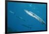 Great Barracuda (Sphyraena Barracuda)-Stephen Frink-Framed Photographic Print