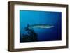 Great Barracuda (Sphyraena Barracuda)-Reinhard Dirscherl-Framed Photographic Print