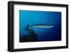 Great Barracuda (Sphyraena Barracuda)-Reinhard Dirscherl-Framed Photographic Print