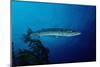 Great Barracuda (Sphyraena Barracuda)-Reinhard Dirscherl-Mounted Photographic Print