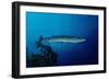 Great Barracuda (Sphyraena Barracuda)-Reinhard Dirscherl-Framed Photographic Print