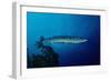 Great Barracuda (Sphyraena Barracuda)-Reinhard Dirscherl-Framed Photographic Print