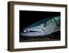 Great Barracuda, Virgin Gorda, British Virgin Islands, Caribbean-David Hall-Framed Photographic Print