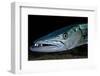 Great Barracuda, Virgin Gorda, British Virgin Islands, Caribbean-David Hall-Framed Photographic Print