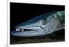 Great Barracuda, Virgin Gorda, British Virgin Islands, Caribbean-David Hall-Framed Photographic Print