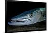 Great Barracuda, Virgin Gorda, British Virgin Islands, Caribbean-David Hall-Framed Photographic Print