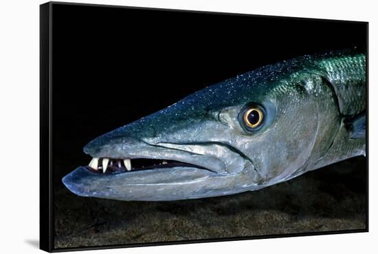 Great Barracuda, Virgin Gorda, British Virgin Islands, Caribbean-David Hall-Framed Stretched Canvas