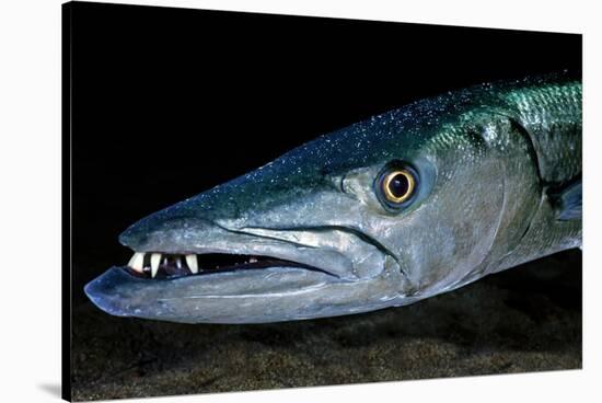 Great Barracuda, Virgin Gorda, British Virgin Islands, Caribbean-David Hall-Stretched Canvas