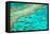 Great Barrier Reef I-Larry Malvin-Framed Stretched Canvas