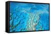 Great Barrier Reef Marine Park, Hardy Reef-null-Framed Stretched Canvas