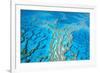 Great Barrier Reef Marine Park, Hardy Reef-null-Framed Photographic Print