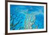 Great Barrier Reef Marine Park, Hardy Reef-null-Framed Photographic Print