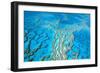 Great Barrier Reef Marine Park, Hardy Reef-null-Framed Photographic Print