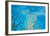 Great Barrier Reef Marine Park, Hardy Reef-null-Framed Photographic Print