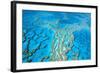 Great Barrier Reef Marine Park, Hardy Reef-null-Framed Photographic Print