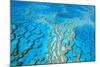 Great Barrier Reef Marine Park, Hardy Reef-null-Mounted Photographic Print