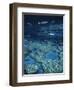 Great Barrier Reef, Queensland, Australia-Danielle Gali-Framed Photographic Print