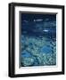 Great Barrier Reef, Queensland, Australia-Danielle Gali-Framed Photographic Print