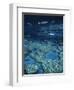 Great Barrier Reef, Queensland, Australia-Danielle Gali-Framed Photographic Print