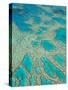 Great Barrier Reef, Queensland, Australia-Peter Adams-Stretched Canvas