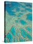 Great Barrier Reef, Queensland, Australia-Peter Adams-Stretched Canvas