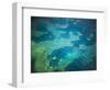 Great Barrier Reef, Queensland, Australia-Art Wolfe-Framed Photographic Print