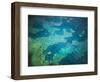 Great Barrier Reef, Queensland, Australia-Art Wolfe-Framed Photographic Print