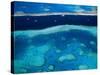 Great Barrier Reef, Whitsundy, Queensland, Australia-Steve Vidler-Stretched Canvas